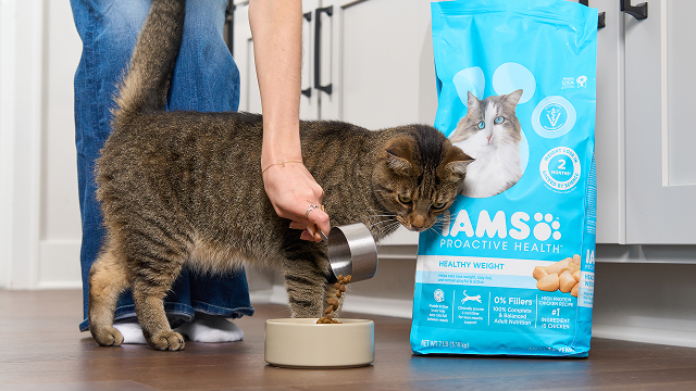 How To Help Your Obese Cat Lose Weight – IAMS®